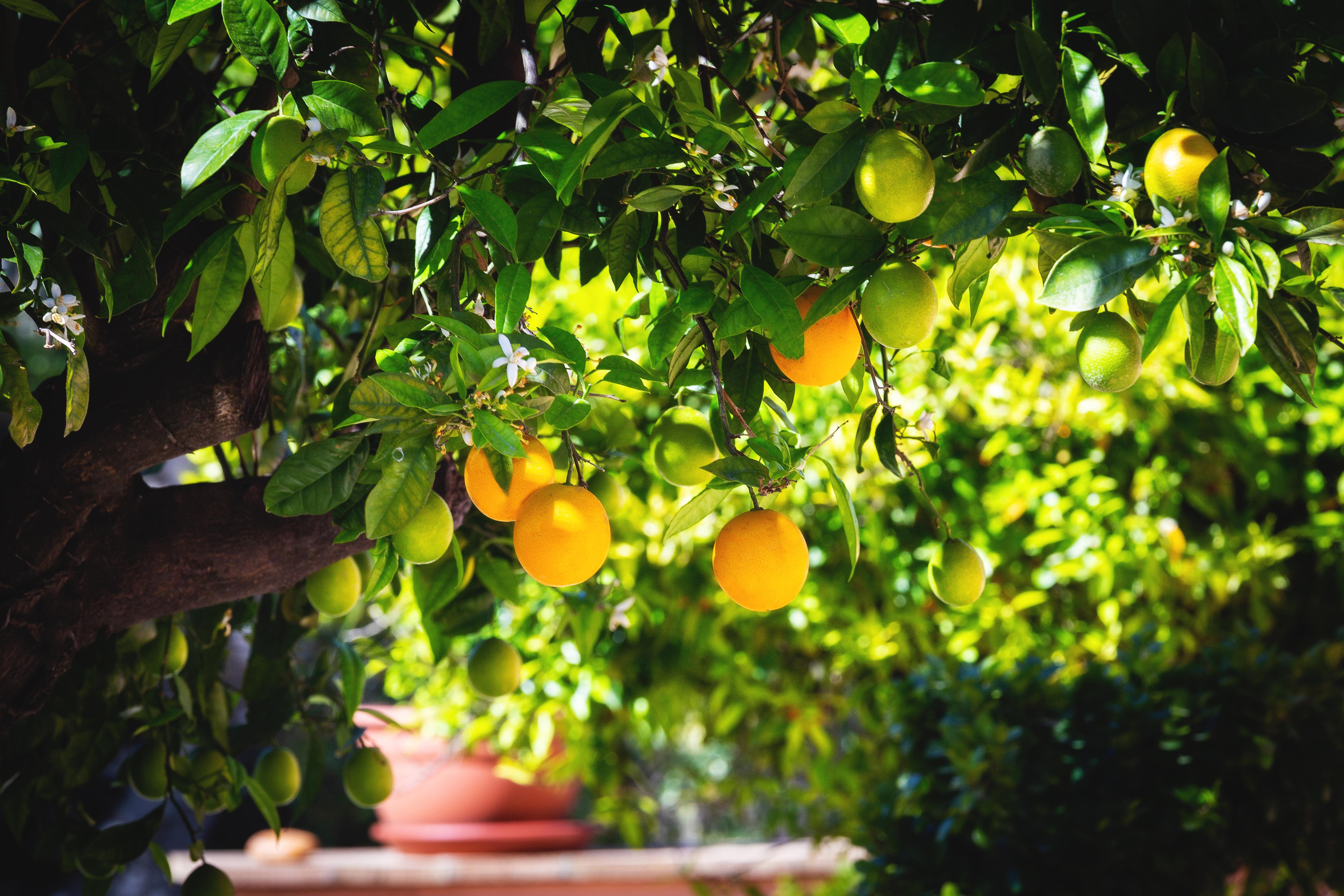 La Terra Dei Sogni Country Hotel Fiumefreddo di Sicilia Bagian luar foto
